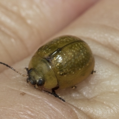 Paropsisterna cloelia (Eucalyptus variegated beetle) at Macquarie, ACT - 22 Feb 2023 by AlisonMilton