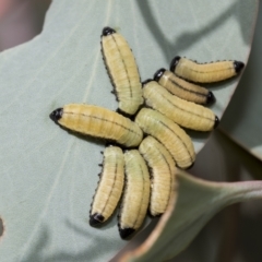 Paropsisterna cloelia at Macquarie, ACT - 23 Feb 2023