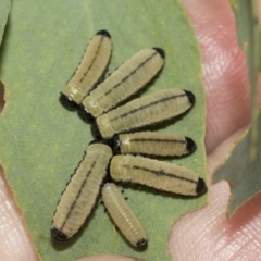 Paropsisterna cloelia at Macquarie, ACT - 23 Feb 2023