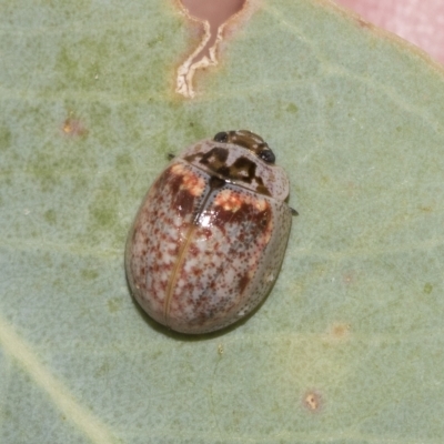 Paropsisterna m-fuscum (Eucalyptus Leaf Beetle) at Page, ACT - 23 Feb 2023 by AlisonMilton