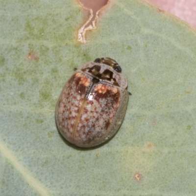 Paropsisterna m-fuscum (Eucalyptus Leaf Beetle) at Page, ACT - 22 Feb 2023 by AlisonMilton