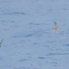 Ardenna pacifica (Wedge-tailed Shearwater) at Narooma, NSW - 26 Jan 2023 by BenW