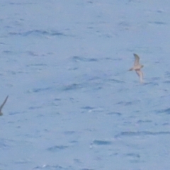 Ardenna pacifica (Wedge-tailed Shearwater) at Narooma, NSW - 26 Jan 2023 by TomW