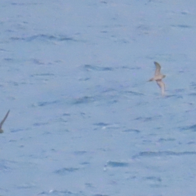 Ardenna pacifica (Wedge-tailed Shearwater) at Narooma, NSW - 26 Jan 2023 by BenW