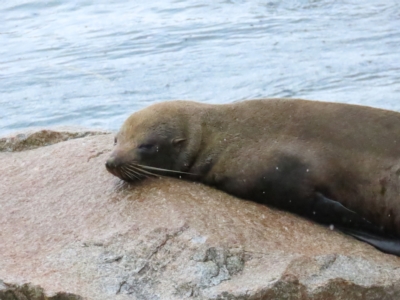 Arctocephalus pusillus doriferus (Australian Fur-seal) at Narooma, NSW - 26 Jan 2023 by BenW