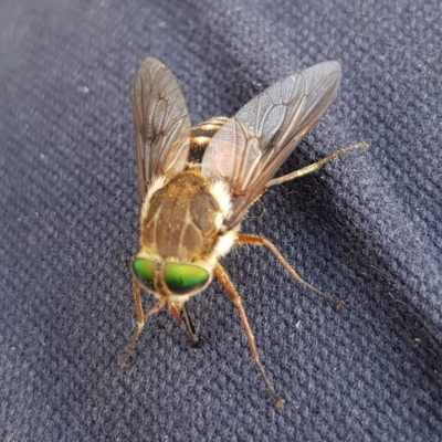 Scaptia sp. (genus) (March fly) at Tidbinbilla Nature Reserve - 21 Feb 2023 by HappyWanderer