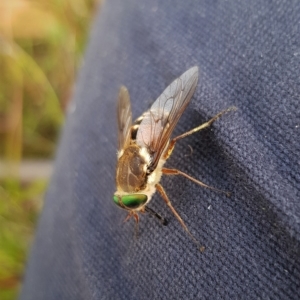 Scaptia sp. (genus) at Paddys River, ACT - 21 Feb 2023