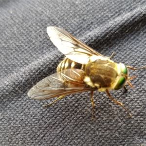 Scaptia sp. (genus) at Paddys River, ACT - 21 Feb 2023