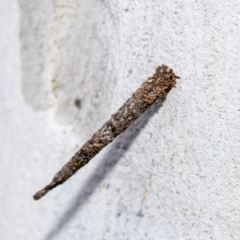 Conoeca guildingi (A case moth) at Page, ACT - 22 Feb 2023 by AlisonMilton