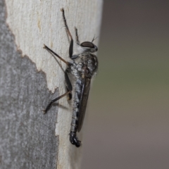 Cerdistus sp. (genus) (Slender Robber Fly) at Page, ACT - 23 Feb 2023 by AlisonMilton