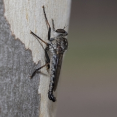 Cerdistus sp. (genus) (Yellow Slender Robber Fly) at Page, ACT - 22 Feb 2023 by AlisonMilton