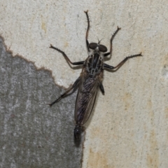 Cerdistus sp. (genus) at Page, ACT - 23 Feb 2023