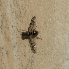 Platystomatidae (family) (Unidentified signal fly) at Page, ACT - 23 Feb 2023 by AlisonMilton