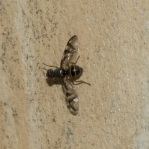 Platystomatidae (family) at Page, ACT - 23 Feb 2023 10:32 AM