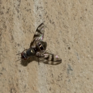 Platystomatidae (family) at Page, ACT - 23 Feb 2023 10:32 AM