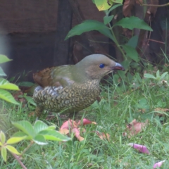 Ptilonorhynchus violaceus (Satin Bowerbird) at Kambah, ACT - 23 Feb 2023 by MatthewFrawley