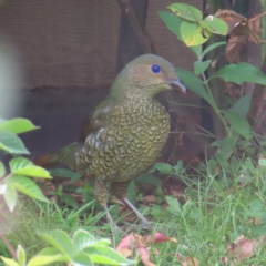 Ptilonorhynchus violaceus at Kambah, ACT - 23 Feb 2023