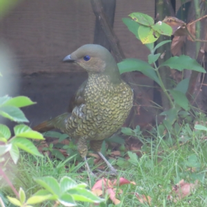 Ptilonorhynchus violaceus at Kambah, ACT - 23 Feb 2023