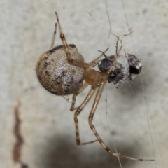 Cryptachaea gigantipes (White porch spider) at Page, ACT - 22 Feb 2023 by AlisonMilton