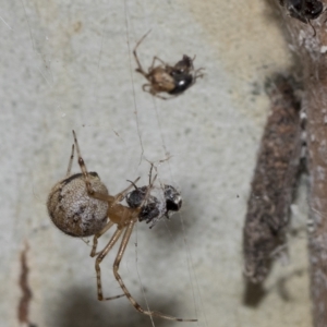 Cryptachaea gigantipes at Page, ACT - 23 Feb 2023 10:32 AM