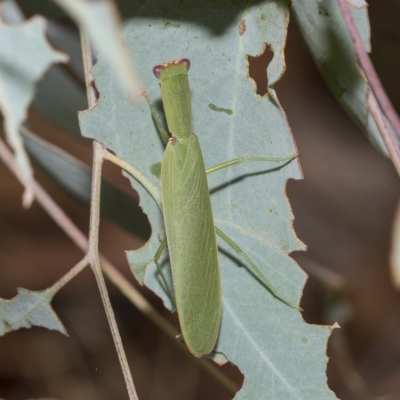 Orthodera ministralis (Green Mantid) at Belconnen, ACT - 23 Feb 2023 by AlisonMilton