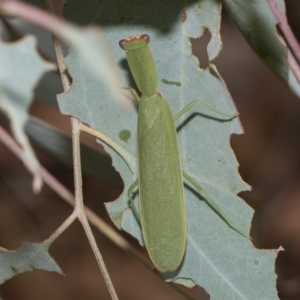 Orthodera ministralis at Belconnen, ACT - 23 Feb 2023 10:37 AM