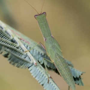 Orthodera ministralis at Fraser, ACT - 14 Feb 2023