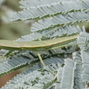 Orthodera ministralis at Fraser, ACT - 14 Feb 2023