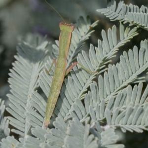 Orthodera ministralis at Fraser, ACT - 14 Feb 2023