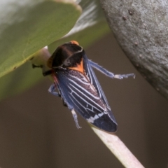 Eurymeloides lineata (Lined gumtree hopper) at Page, ACT - 23 Feb 2023 by AlisonMilton