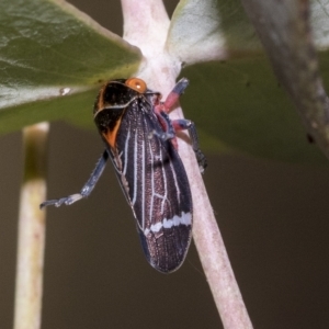 Eurymeloides lineata at Page, ACT - 23 Feb 2023