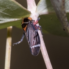 Eurymeloides lineata at Page, ACT - 23 Feb 2023 10:38 AM