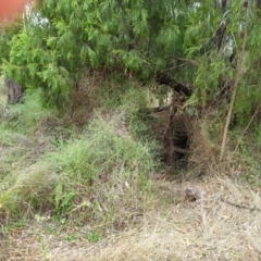 Einadia nutans (Climbing Saltbush) at Mount Majura - 23 Feb 2023 by Avery