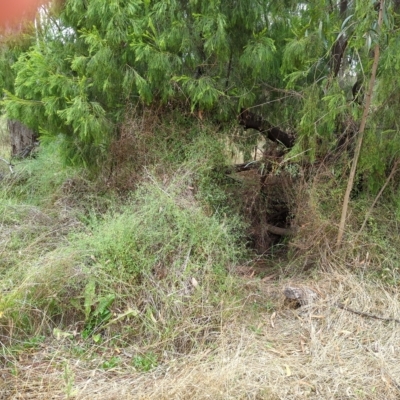 Einadia nutans (Climbing Saltbush) at Hackett, ACT - 23 Feb 2023 by Avery