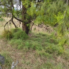 Einadia nutans (Climbing Saltbush) at Mount Majura - 23 Feb 2023 by Avery