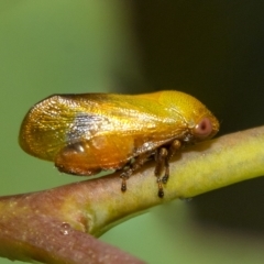 Chaetophyes compacta (Tube spittlebug) at Belconnen, ACT - 23 Feb 2023 by AlisonMilton