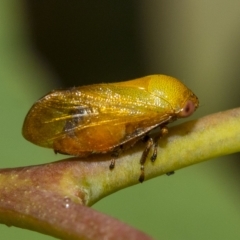 Pectinariophyes stalii at Belconnen, ACT - 23 Feb 2023