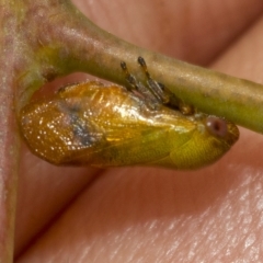 Chaetophyes compacta at Belconnen, ACT - 23 Feb 2023