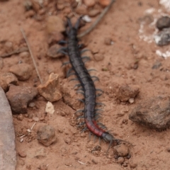 Scolopendra laeta (Giant Centipede) at Mount Ainslie - 10 Dec 2022 by MargD