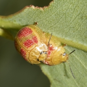 Paropsisterna fastidiosa at Belconnen, ACT - 23 Feb 2023