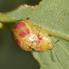 Paropsisterna fastidiosa (Eucalyptus leaf beetle) at Belconnen, ACT - 23 Feb 2023 by AlisonMilton