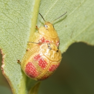 Paropsisterna fastidiosa at Belconnen, ACT - 23 Feb 2023