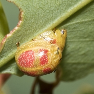 Paropsisterna fastidiosa at Belconnen, ACT - 23 Feb 2023