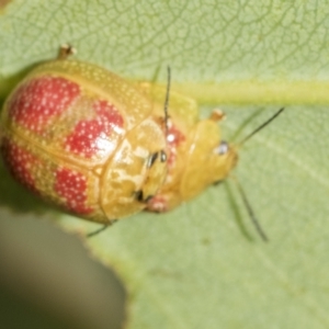 Paropsisterna fastidiosa at Belconnen, ACT - 23 Feb 2023