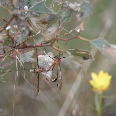 Harpobittacus (genus) (Hangingfly) at Pialligo, ACT - 11 Dec 2022 by MargD