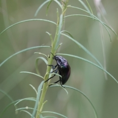 Hemicyclus punctulatus (Darkling beetle) at Pialligo, ACT - 11 Dec 2022 by MargD