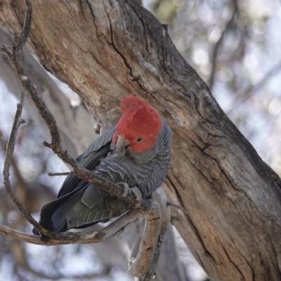 Callocephalon fimbriatum (Gang-gang Cockatoo) at Pialligo, ACT - 20 Dec 2022 by MargD