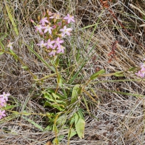 Centaurium erythraea at Wambrook, NSW - 23 Feb 2023 12:36 PM