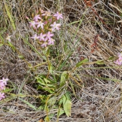 Centaurium erythraea (Common Centaury) at Wambrook, NSW - 23 Feb 2023 by Mike