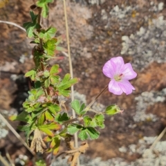 Geranium sp. (Geranium) at Wambrook, NSW - 23 Feb 2023 by Mike